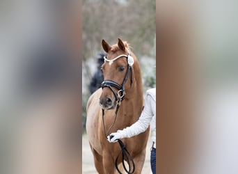 Deutsches Reitpony, Wallach, 3 Jahre, 145 cm, Dunkelfuchs