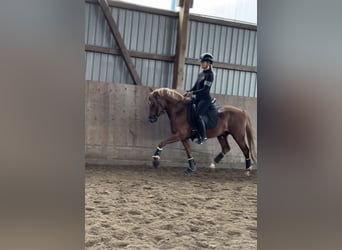 Deutsches Reitpony, Wallach, 3 Jahre, 145 cm, Dunkelfuchs