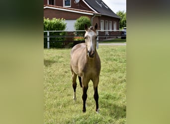 Deutsches Reitpony, Wallach, 3 Jahre, 145 cm, Falbe