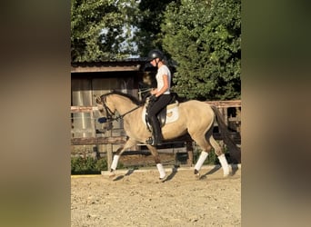 Deutsches Reitpony, Wallach, 3 Jahre, 145 cm, Falbe