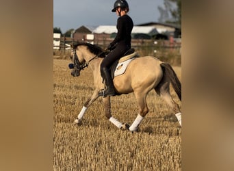 Deutsches Reitpony, Wallach, 3 Jahre, 145 cm, Falbe