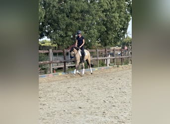 Deutsches Reitpony, Wallach, 3 Jahre, 145 cm, Falbe