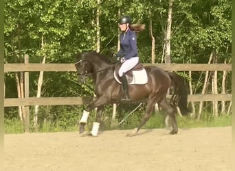 Deutsches Reitpony, Wallach, 3 Jahre, 145 cm, Falbe