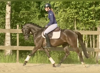 Deutsches Reitpony, Wallach, 3 Jahre, 145 cm, Falbe