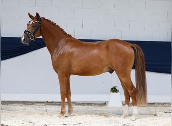 Deutsches Reitpony, Wallach, 3 Jahre, 145 cm, Fuchs