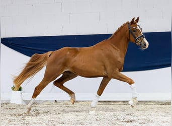 Deutsches Reitpony, Wallach, 3 Jahre, 145 cm, Fuchs