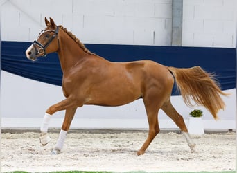 Deutsches Reitpony, Wallach, 3 Jahre, 145 cm, Fuchs