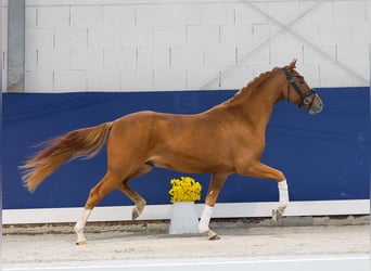 Deutsches Reitpony, Wallach, 3 Jahre, 145 cm, Fuchs