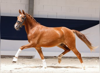 Deutsches Reitpony, Wallach, 3 Jahre, 145 cm, Fuchs