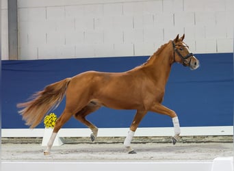 Deutsches Reitpony, Wallach, 3 Jahre, 145 cm, Fuchs