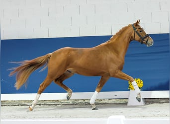 Deutsches Reitpony, Wallach, 3 Jahre, 145 cm, Fuchs