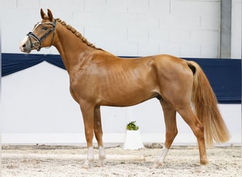 Deutsches Reitpony, Wallach, 3 Jahre, 145 cm, Fuchs