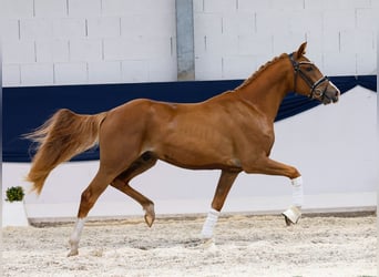 Deutsches Reitpony, Wallach, 3 Jahre, 145 cm, Fuchs