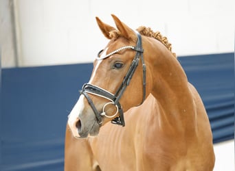 Deutsches Reitpony, Wallach, 3 Jahre, 145 cm, Fuchs