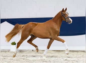 Deutsches Reitpony, Wallach, 3 Jahre, 145 cm, Fuchs