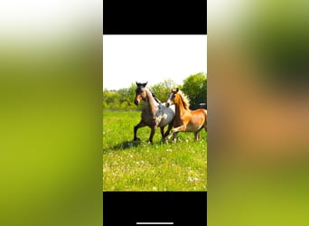 Deutsches Reitpony, Wallach, 3 Jahre, 145 cm, Fuchs
