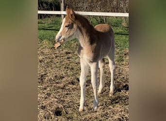 Deutsches Reitpony, Wallach, 3 Jahre, 145 cm, Fuchs