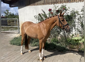 Deutsches Reitpony, Wallach, 3 Jahre, 145 cm, Fuchs