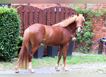 Deutsches Reitpony, Wallach, 3 Jahre, 145 cm, Fuchs