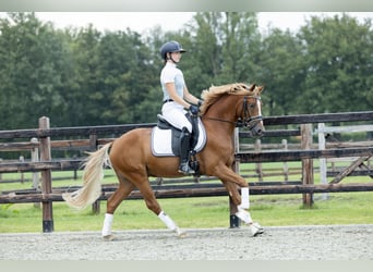 Deutsches Reitpony, Wallach, 3 Jahre, 145 cm, Fuchs