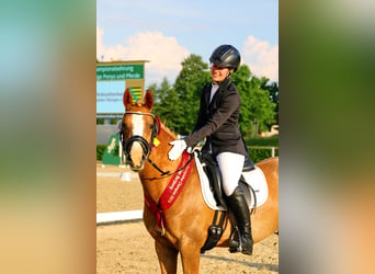 Deutsches Reitpony, Wallach, 3 Jahre, 145 cm, Fuchs