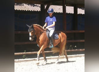 Deutsches Reitpony, Wallach, 3 Jahre, 145 cm, Fuchs