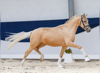 Deutsches Reitpony, Wallach, 3 Jahre, 145 cm, Palomino