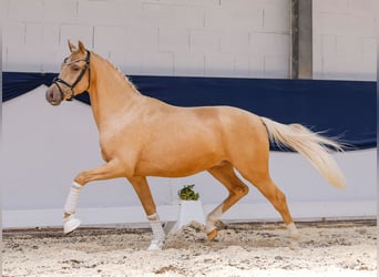 Deutsches Reitpony, Wallach, 3 Jahre, 145 cm, Palomino