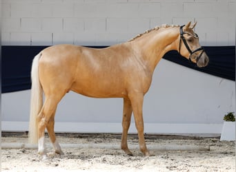 Deutsches Reitpony, Wallach, 3 Jahre, 145 cm, Palomino
