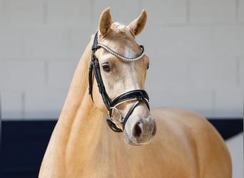 Deutsches Reitpony, Wallach, 3 Jahre, 145 cm, Palomino
