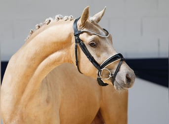 Deutsches Reitpony, Wallach, 3 Jahre, 145 cm, Palomino