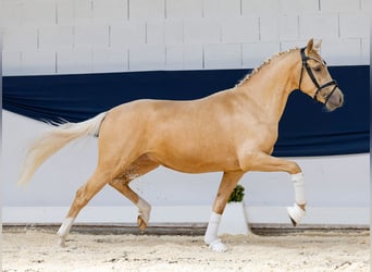 Deutsches Reitpony, Wallach, 3 Jahre, 145 cm, Palomino
