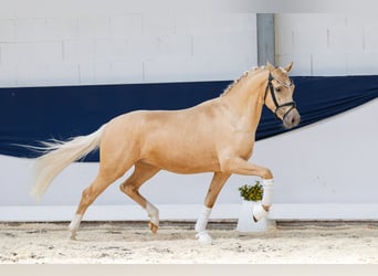 Deutsches Reitpony, Wallach, 3 Jahre, 145 cm, Palomino