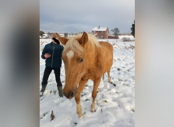 Deutsches Reitpony, Wallach, 3 Jahre, 145 cm, Palomino