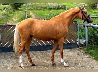 Deutsches Reitpony, Wallach, 3 Jahre, 145 cm, Palomino