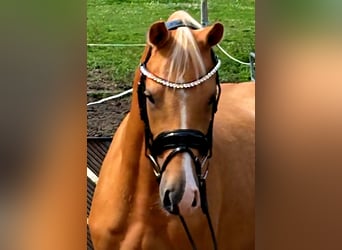 Deutsches Reitpony, Wallach, 3 Jahre, 145 cm, Palomino