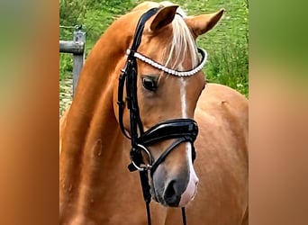 Deutsches Reitpony, Wallach, 3 Jahre, 145 cm, Palomino