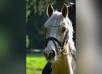 Deutsches Reitpony, Wallach, 3 Jahre, 145 cm, Palomino
