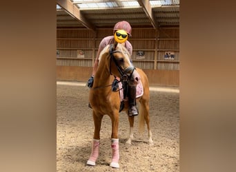 Deutsches Reitpony, Wallach, 3 Jahre, 145 cm, Palomino