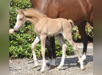 Deutsches Reitpony, Wallach, 3 Jahre, 145 cm, Palomino