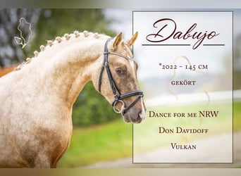 Deutsches Reitpony, Wallach, 3 Jahre, 145 cm, Palomino