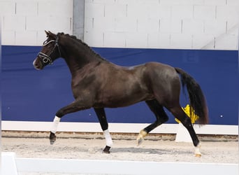 Deutsches Reitpony, Wallach, 3 Jahre, 145 cm, Rappe
