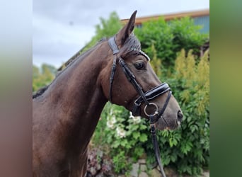 Deutsches Reitpony, Wallach, 3 Jahre, 145 cm, Rappe