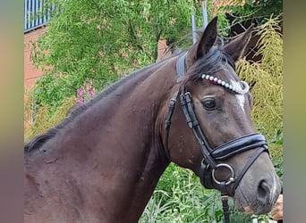 Deutsches Reitpony, Wallach, 3 Jahre, 145 cm, Rappe