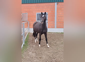 Deutsches Reitpony, Wallach, 3 Jahre, 145 cm, Rappe