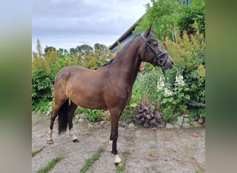 Deutsches Reitpony, Wallach, 3 Jahre, 145 cm, Rappe