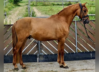 Deutsches Reitpony, Wallach, 3 Jahre, 145 cm, Red Dun