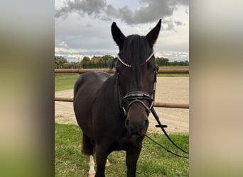 Deutsches Reitpony, Wallach, 3 Jahre, 145 cm, Schwarzbrauner
