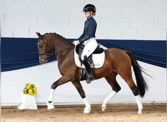 Deutsches Reitpony, Wallach, 3 Jahre, 146 cm, Brauner