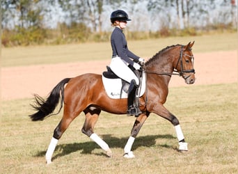 Deutsches Reitpony, Wallach, 3 Jahre, 146 cm, Brauner